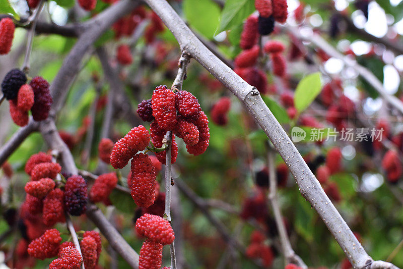 黑桑(Morus nigra)